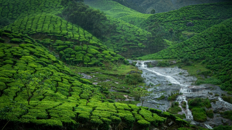 munnar in monsoon