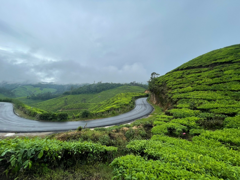 Tea Plantations in Munnar