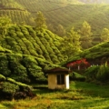 Things to Do in Munnar
