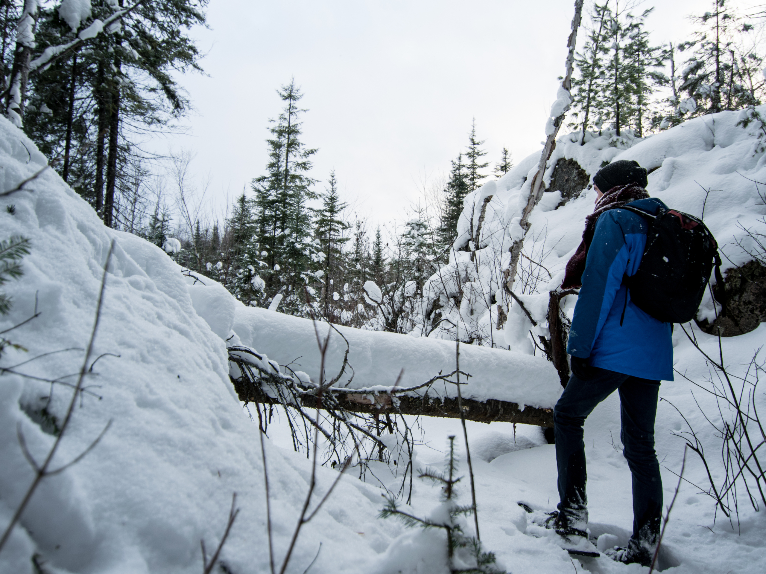 Snow Trekking / Snowshoeing