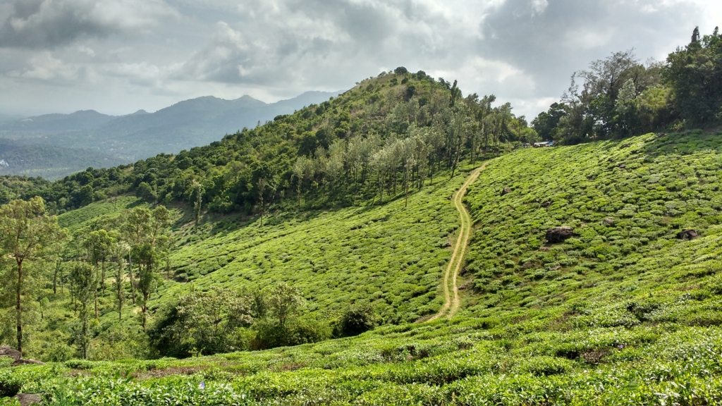 Wayanad in December is the best places to visit in India in December
PC: RAJEEVrk246 via Wikimedia
https://commons.wikimedia.org/wiki/File:Wayanad,_India.jpg