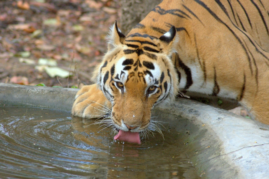 safaris in ranthambore in july