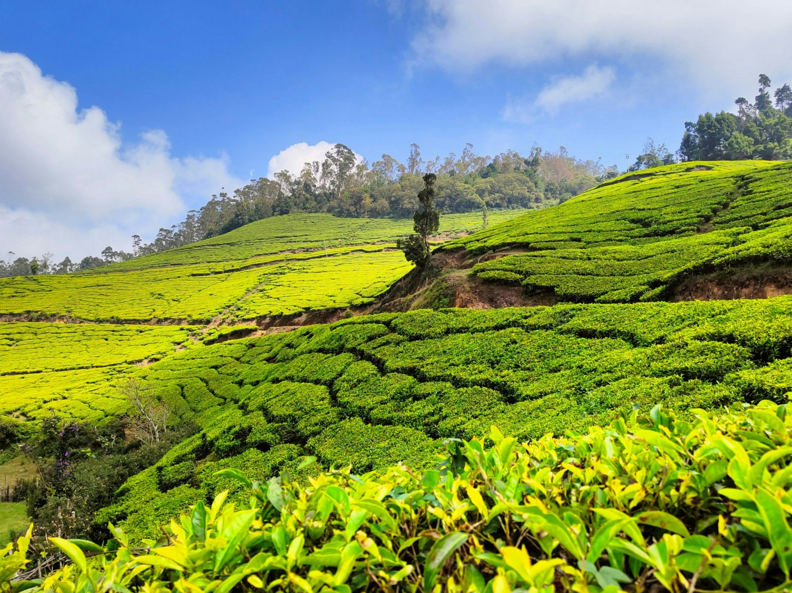 places to visit in Munnar in Kerala
PC: Zillah via Unsplash
https://unsplash.com/photos/a-man-standing-in-the-middle-of-a-lush-green-field-vqGeGhPzRLE