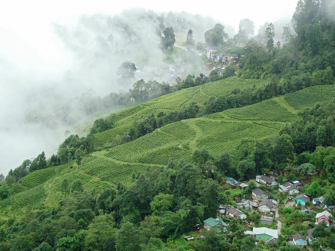 kerala in monsoon plantations