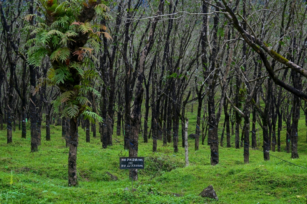 famous coffee plantations in Coorg