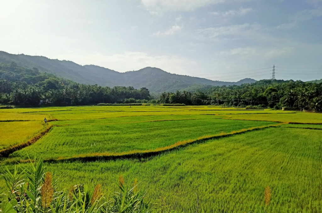 The best places to see in Kerala