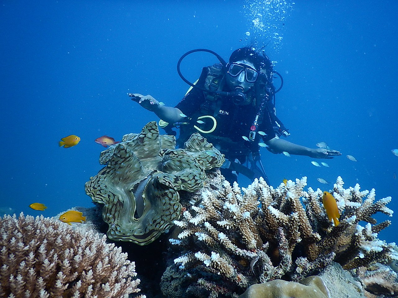 scuba diving in andaman in may