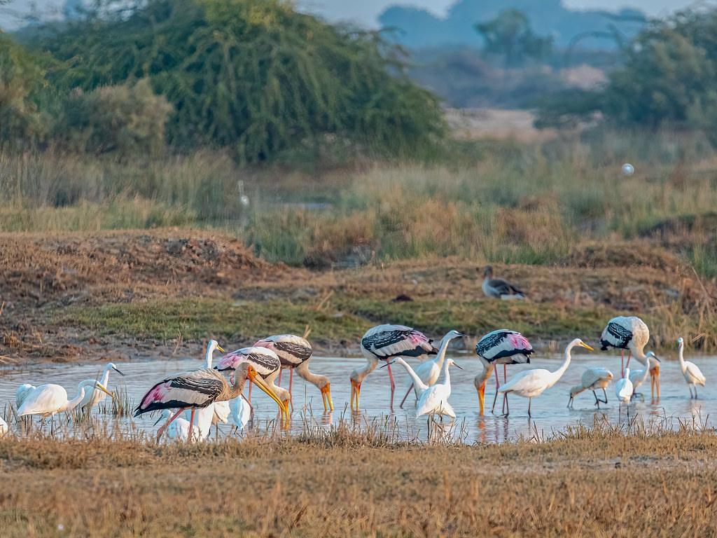 Kutch Desert Wildlife Sanctuary- Gujarat
Image Credits: Ninara via Flickr