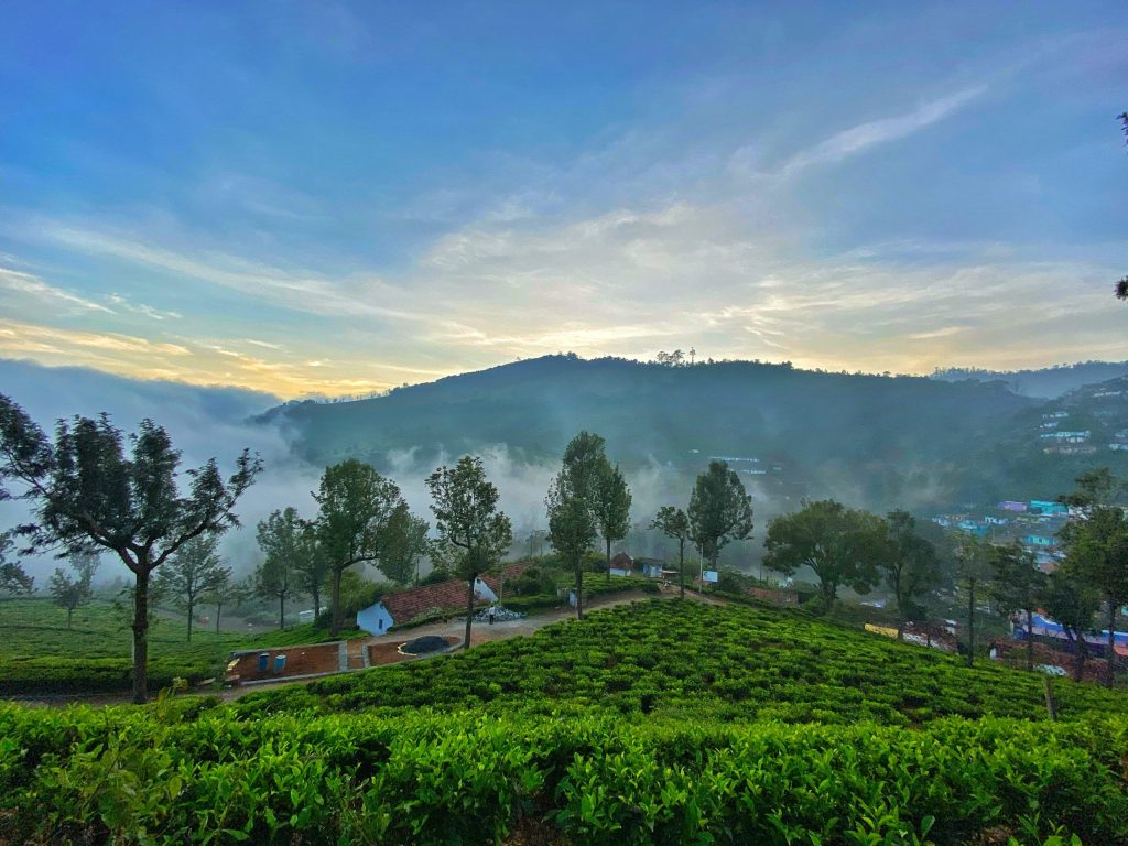 tea gardens in ooty
