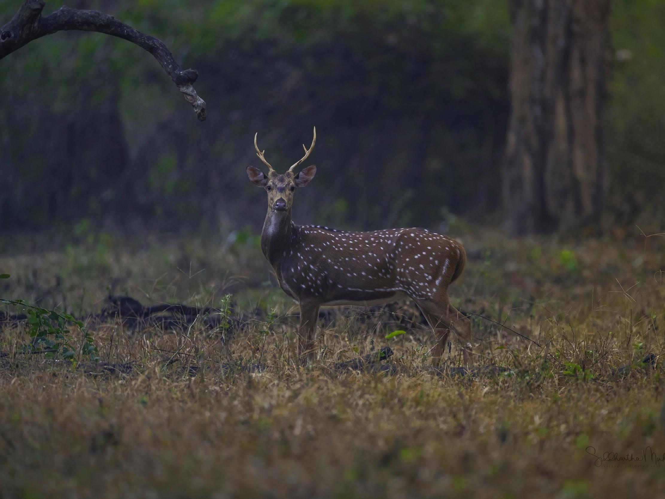 Kabini National Park- Karnataka
Image Credits: Siddhartha Mukherjee via wildart.works