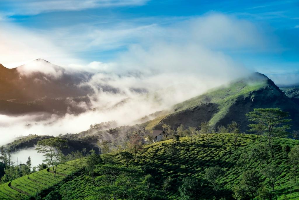 Places to see in Munnar
Things to do in India
Places to visit in summer
Kerala tourism
tourist attractions in South India
image credits Nandhu Kumar via Pexels
