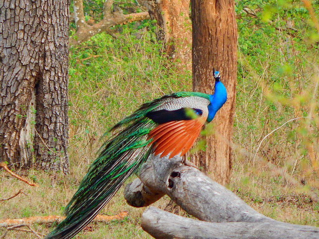 Things to do in Bandipur
Image Credits: NithinCP
via WIkimedia