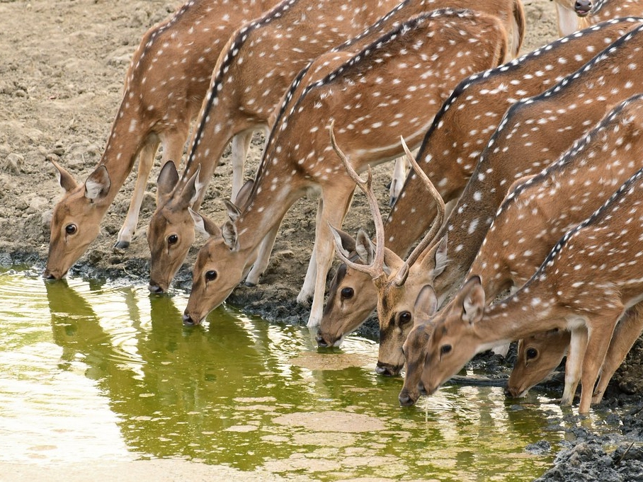 Pench forest in Summer season
Image credit -Abhijit Tembhekar via flickr