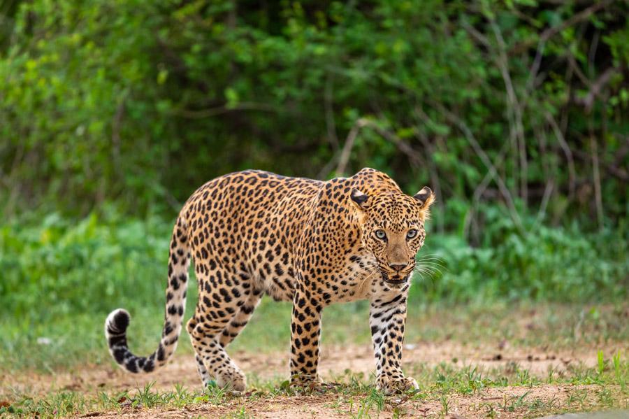 Leopard in Pench National Park- Madhya Pradesh
Image Credits: Sourabh Bharti via Unsplash