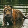 tiger safari in India