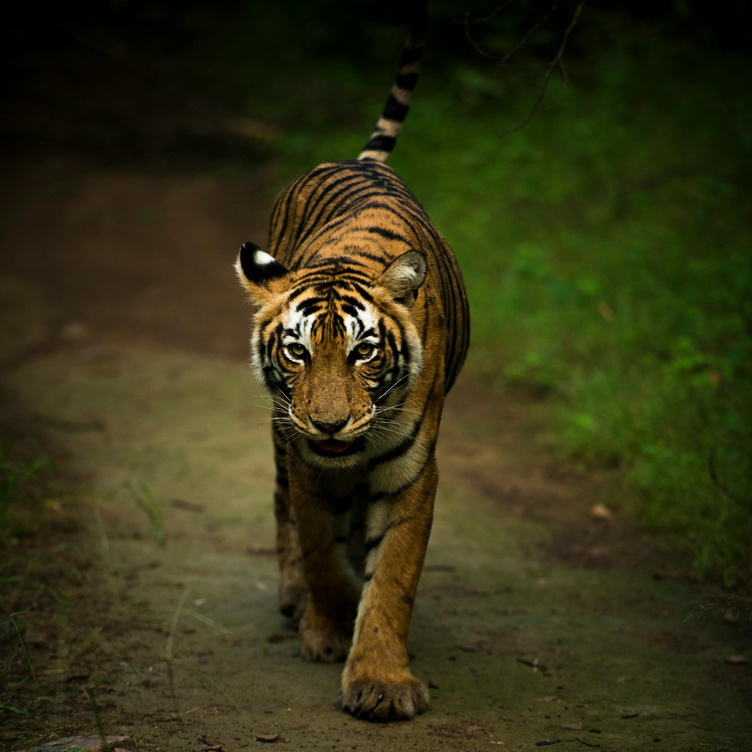 Ranthambore Tiger Reserve- Rajasthan
Image Credits: Praniket Desai via Unsplash