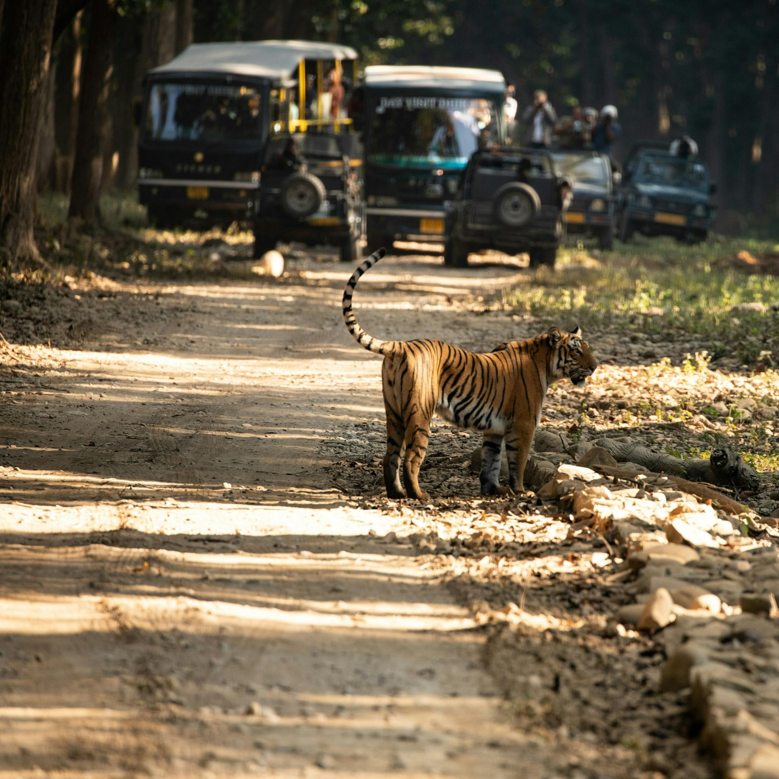 Jim Corbett National Park- Uttarakhand
Image Credits: Upasana Saigal via Unsplash