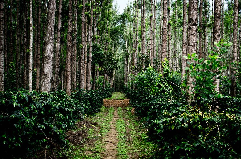 Monsoon Destinations for a July Vacation
Image credits- Prashant Y
