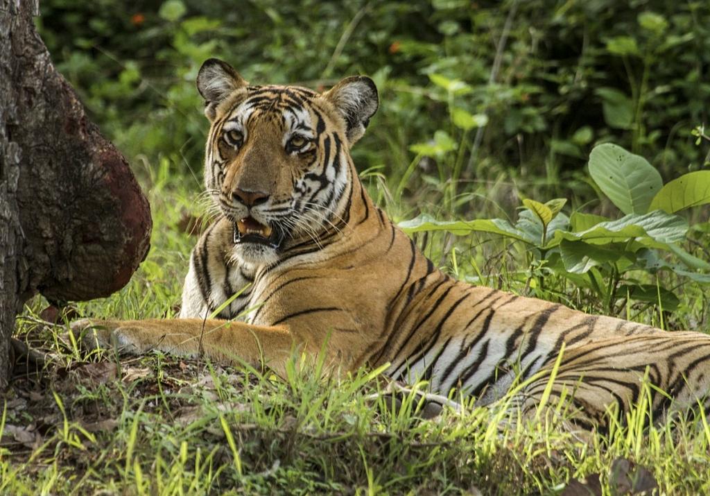 Kabini in Karnataka
Image credits: Sudarsan Jayasingh