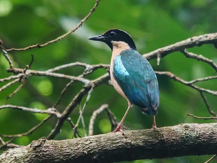 Jungle Safaris Near Mumbai