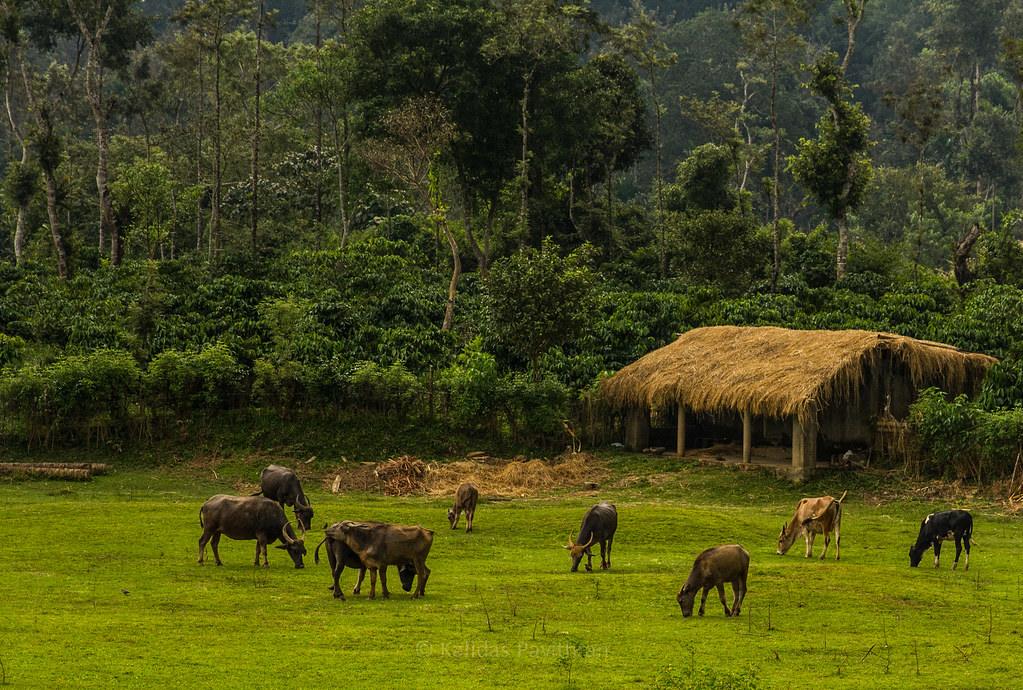 Coorg in Karnataka for friends
Image credits: Kalidas Pavithran