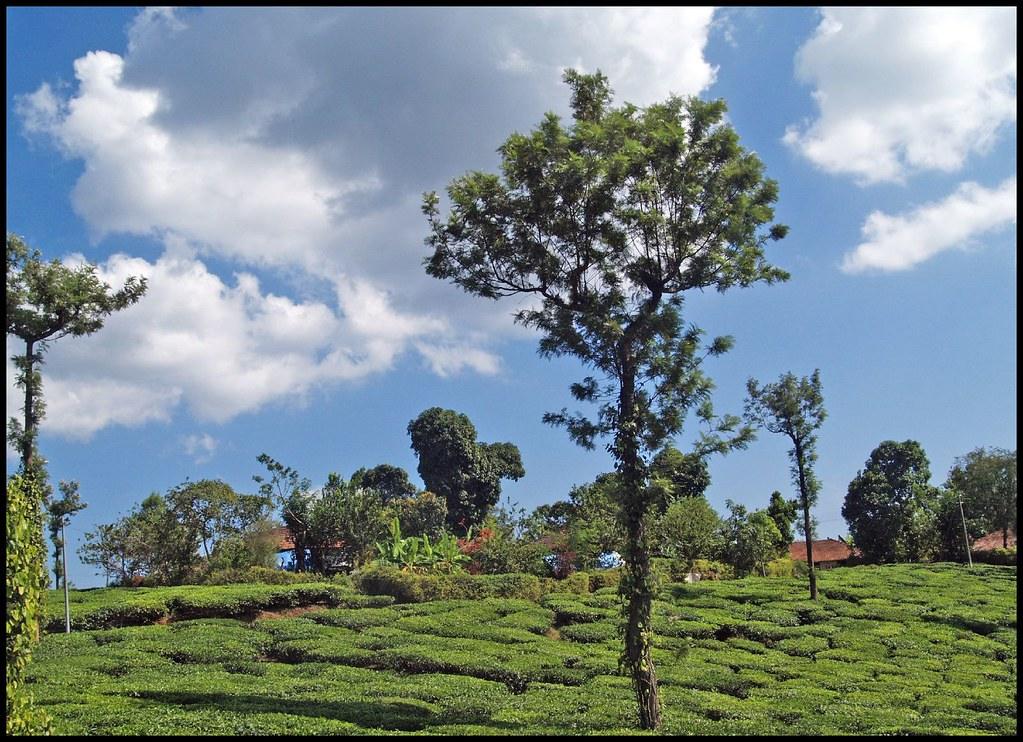 Wayanad’s tribal folklore and history.
Image credits: Raj