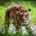 Safari tour packing guide tips and tricks