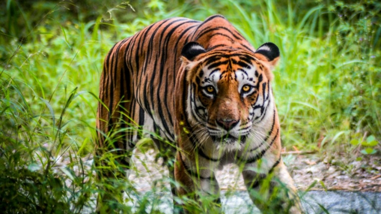 Safari tour packing guide tips and tricks