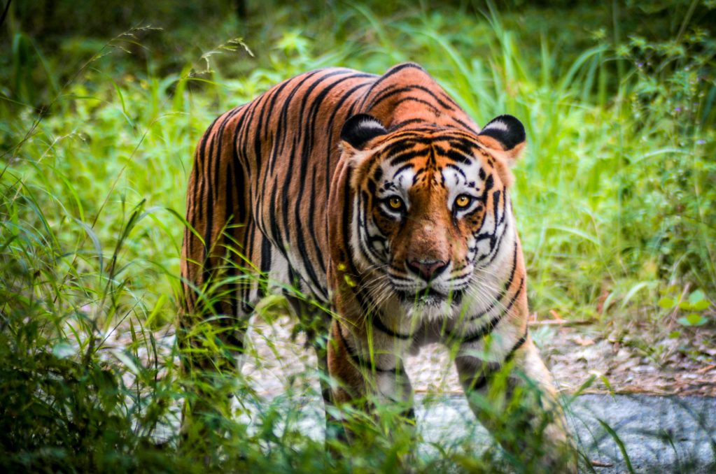 Safari tour packing guide tips and tricks