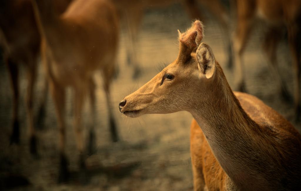 Dudhwa National Park

Image Credit: Abhishek via Wikimedia Commons