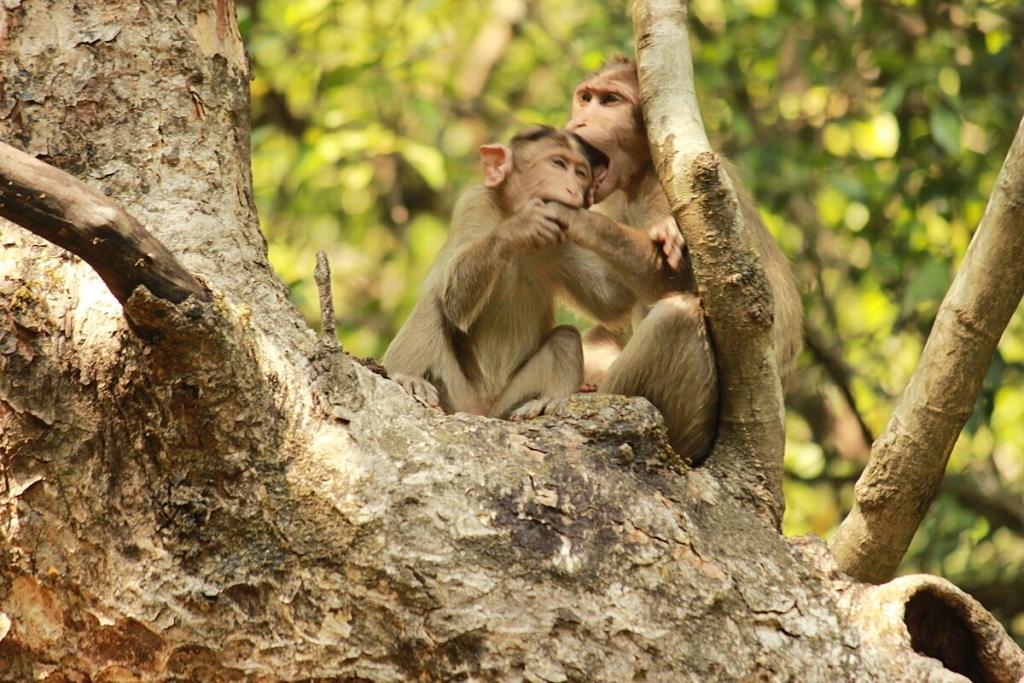 Jungle Safaris Near Mumbai