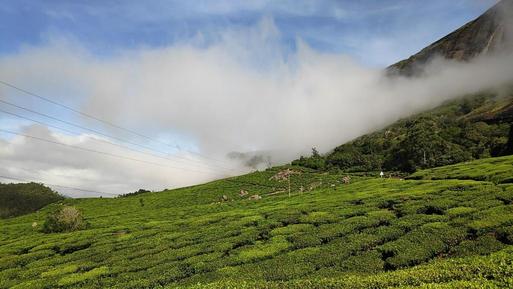 Image credits Devaki surya via wikimedia
monsoon in india
tourism in kerala
travel in kerala
things to do in Munnar
Places to visit in South India