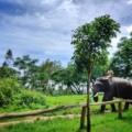 coorg weather in monsoon