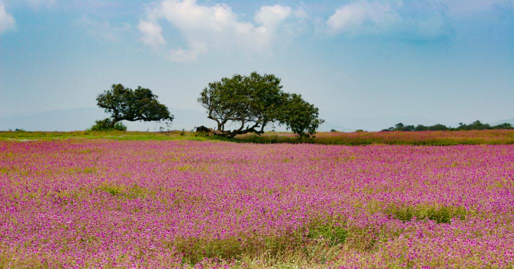 Kaas Plateau
Image credit: Parabsachin