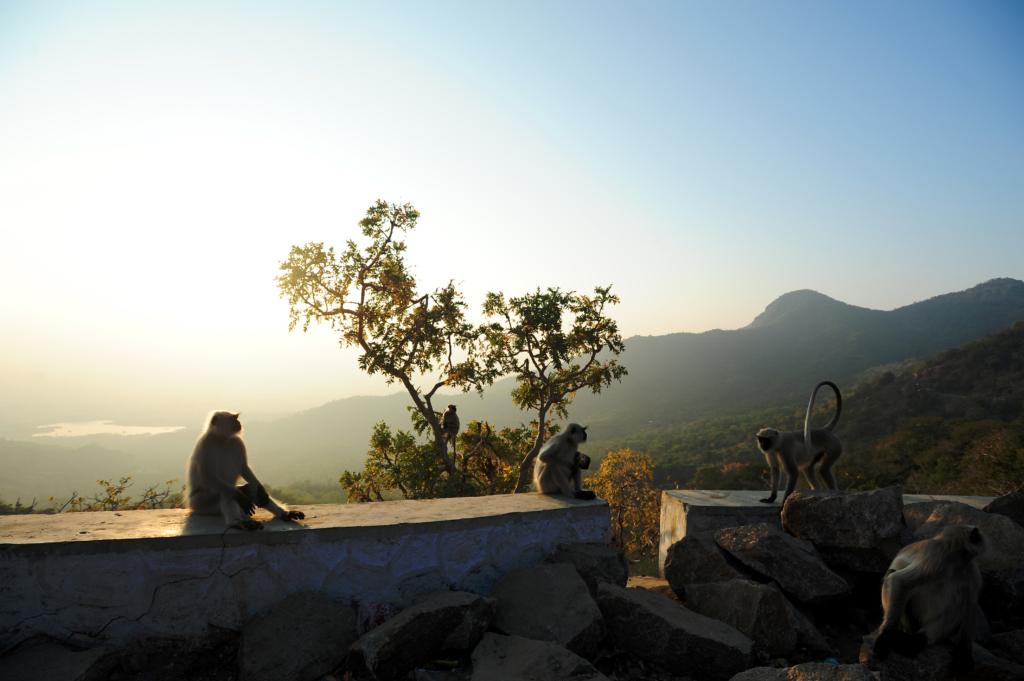 Wildlife Sanctuary in Mount Abu: Hill station during summer
Image credits: Sampa Guha Majumdar