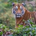 wildlife sanctuaries in india