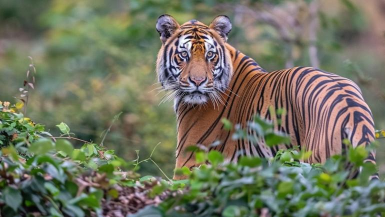 pench jungle safari in India, the ultimate guide