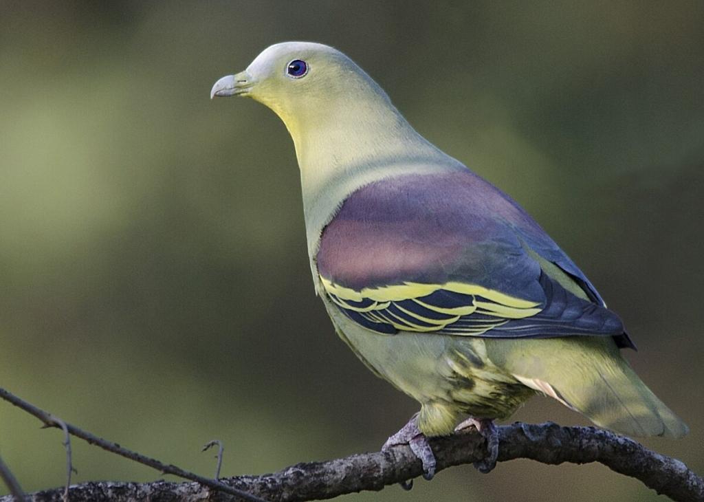Karnala bird scantuary
Image Credit: Pkspks via Wikimedia commons,