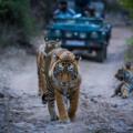 tadoba tiger safari in february