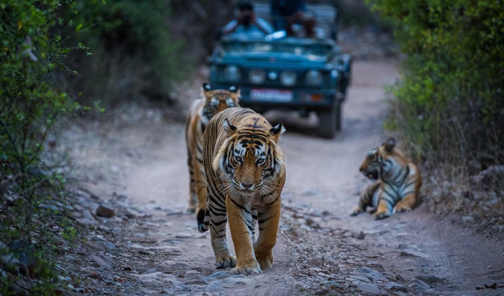 Sariska Tiger Reserve, Best Jungle Safaris near Delhi 

Image Credit: Sourabh Bharti via Shutterstock