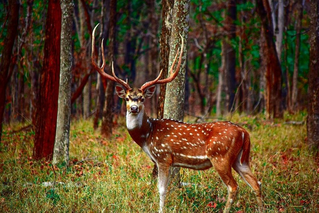 Jungle Safaris Near Mumbai