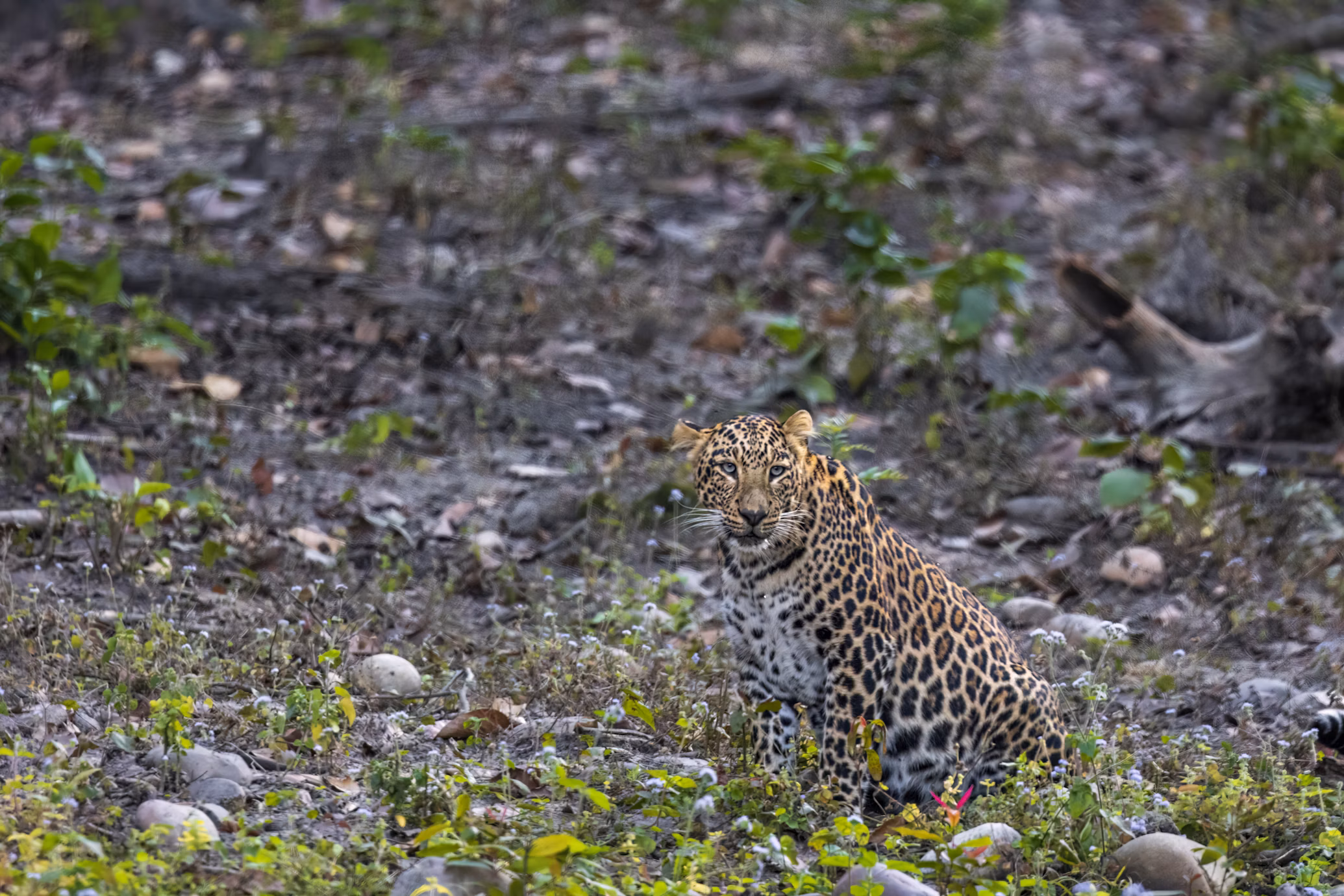 Rajaji National Park, Best Jungle Safaris near Delhi

Image Credit: Vinit Modak via Unsplash