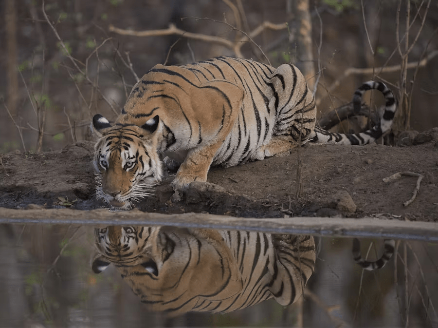 tiger safari in India