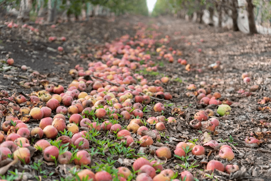 apple blossom in Fagu