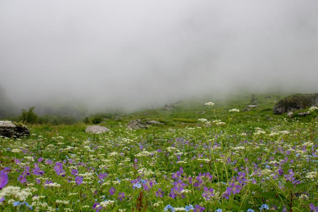 valley of flowers during monsoon season in june, july and august