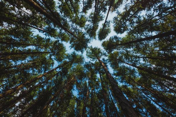 Pine forest, Vagamon in Kerala

Image Credit: wirestock via pexels