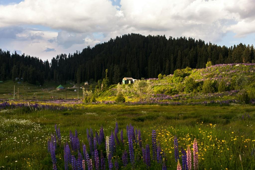 gulmarg weather in summer