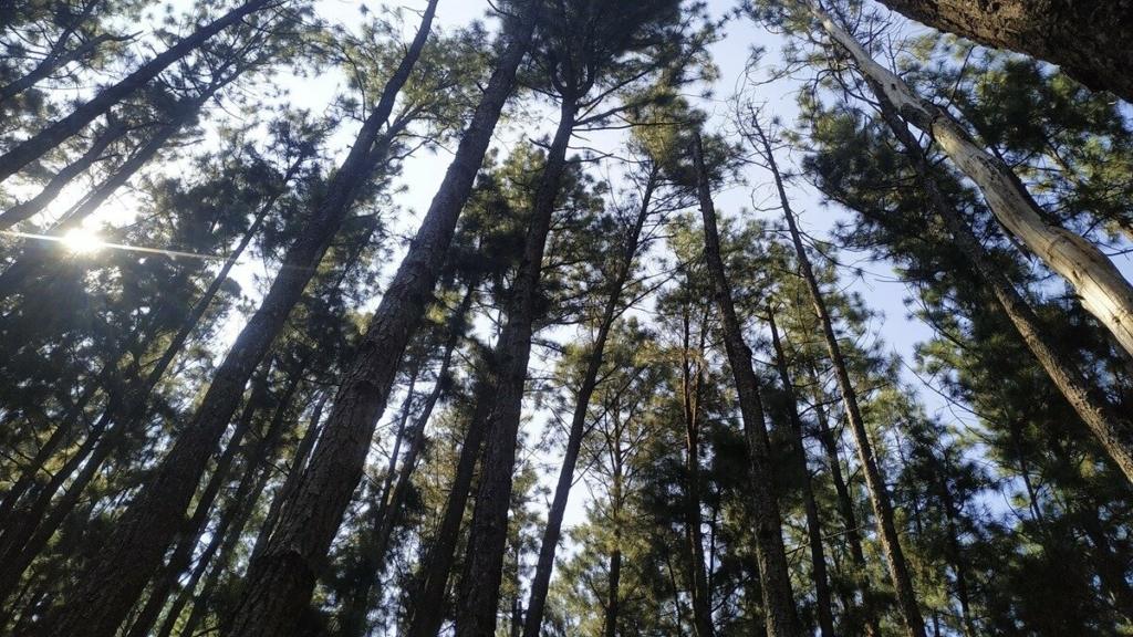 Pine forest in Vagamon

Image Credit: Rahul Velloor via agoda
