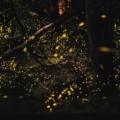 purushwadi fireflies festival 2025
