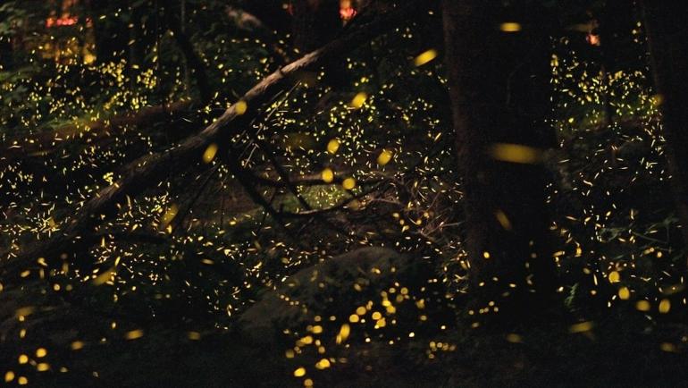 purushwadi fireflies festival 2025